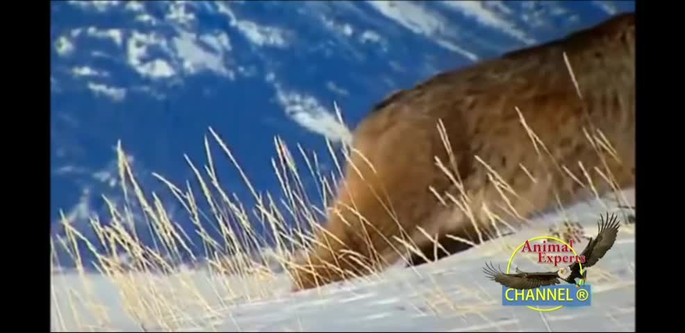 Canadian Lynx and Snowsh