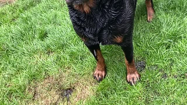 Rottweiler girl is confused by the water!