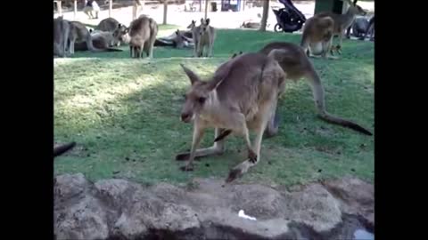 Baby Kangaroos - CUTEST Compilation