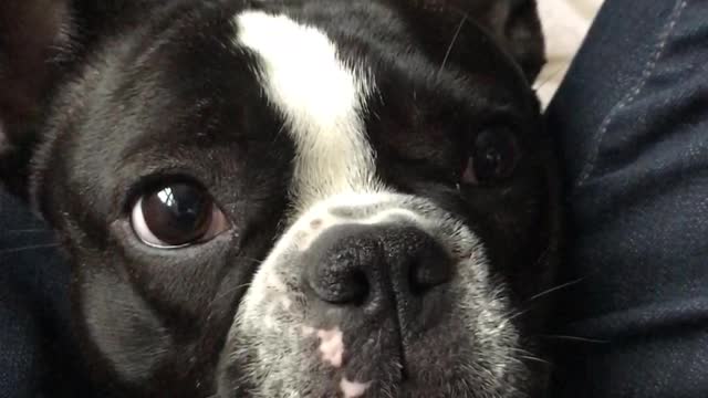 Puppy Close Up! Stella gets super excited about anything food related. Yum Yum!