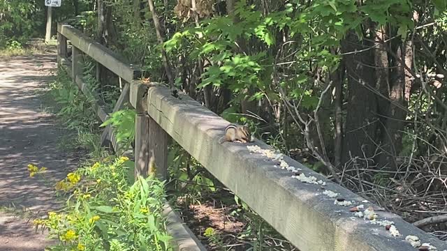 Alvin the Chipmunk lunching