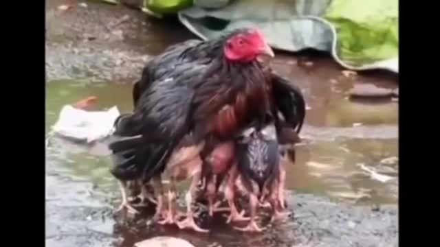 Mother Hen love chick kid viral video