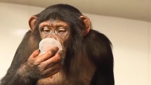 Monkey prepares his lunch