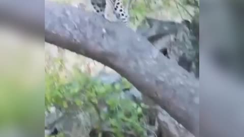 Real-life wildlife confrontations