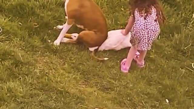 Dogs butifull and kids