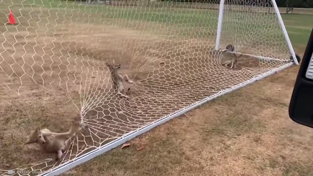 The best wildlife rescues in the world!!