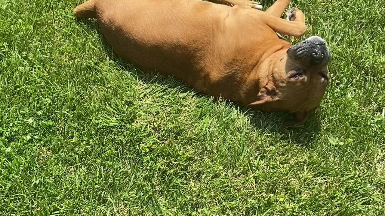 Cute boxer enjoying the sun