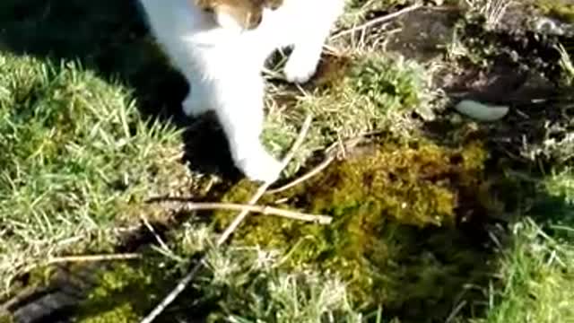 Cat hunt or play