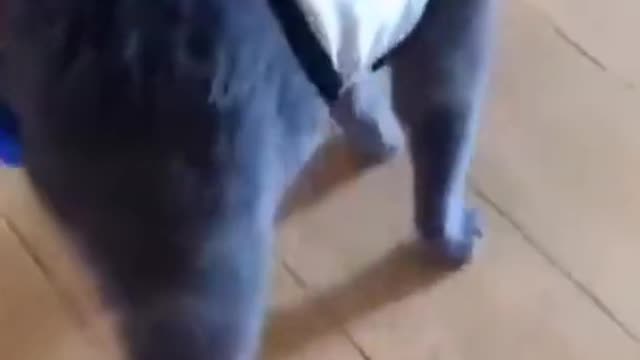 baby Cat _ Looking at the Sandals | Cut Cat Video