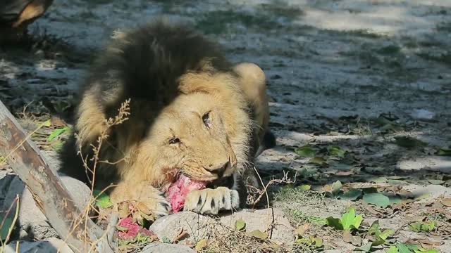 full hd animal video