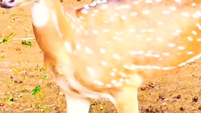 Beautiful And Amezing Deer 🦌🦌 Clips Scenes.