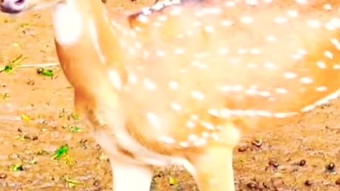 Beautiful And Amezing Deer 🦌🦌 Clips Scenes.