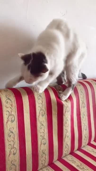 Cute Cats and Funny Animals Compilaton 😹 Try Not To Laugh Challenge -