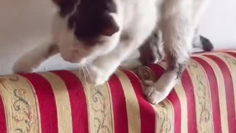 Cute Cats and Funny Animals Compilaton 😹 Try Not To Laugh Challenge -