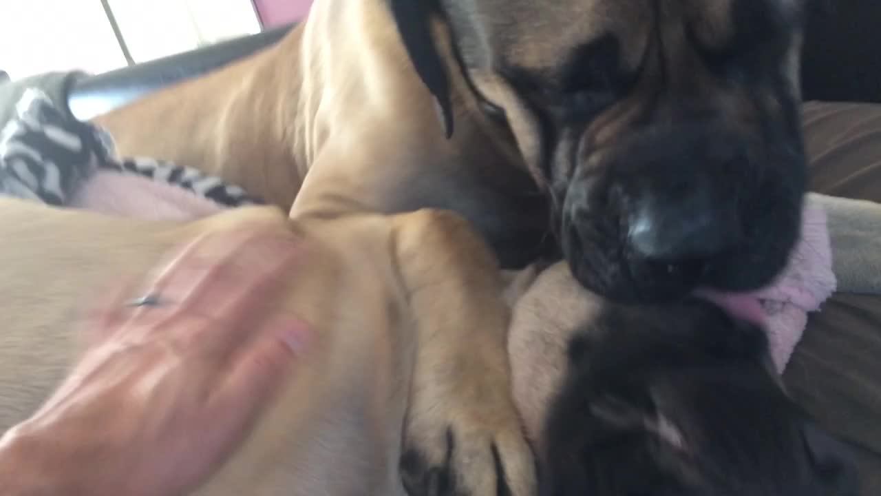 Puppy Love! Huge English Mastiff wants kisses from his new girlfriend