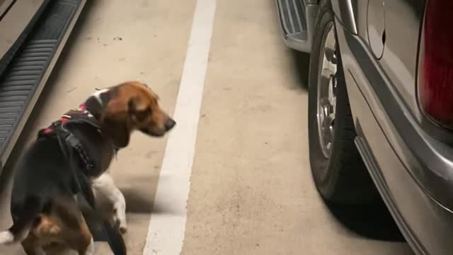 Rocky the Beagle searching for Daddy