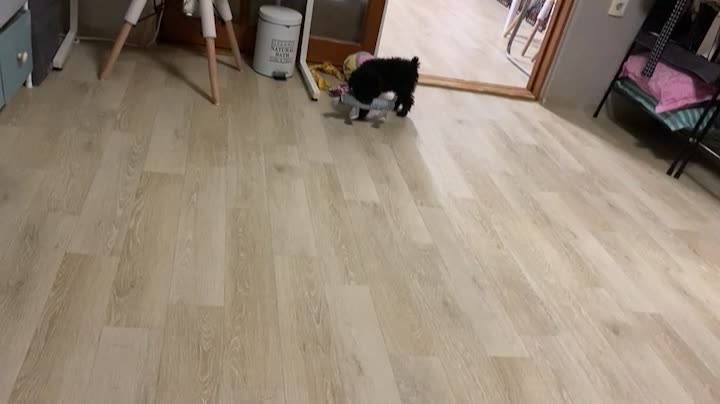 Puppy playing happily with toys