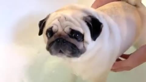 Adorable Dog Taking Bath