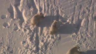 Frozen Planet: Woolly Bear Caterpillar