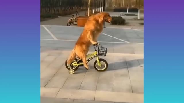 DOG RIDES BICYCLE |TRY NOT TO LAUGH 🤣|