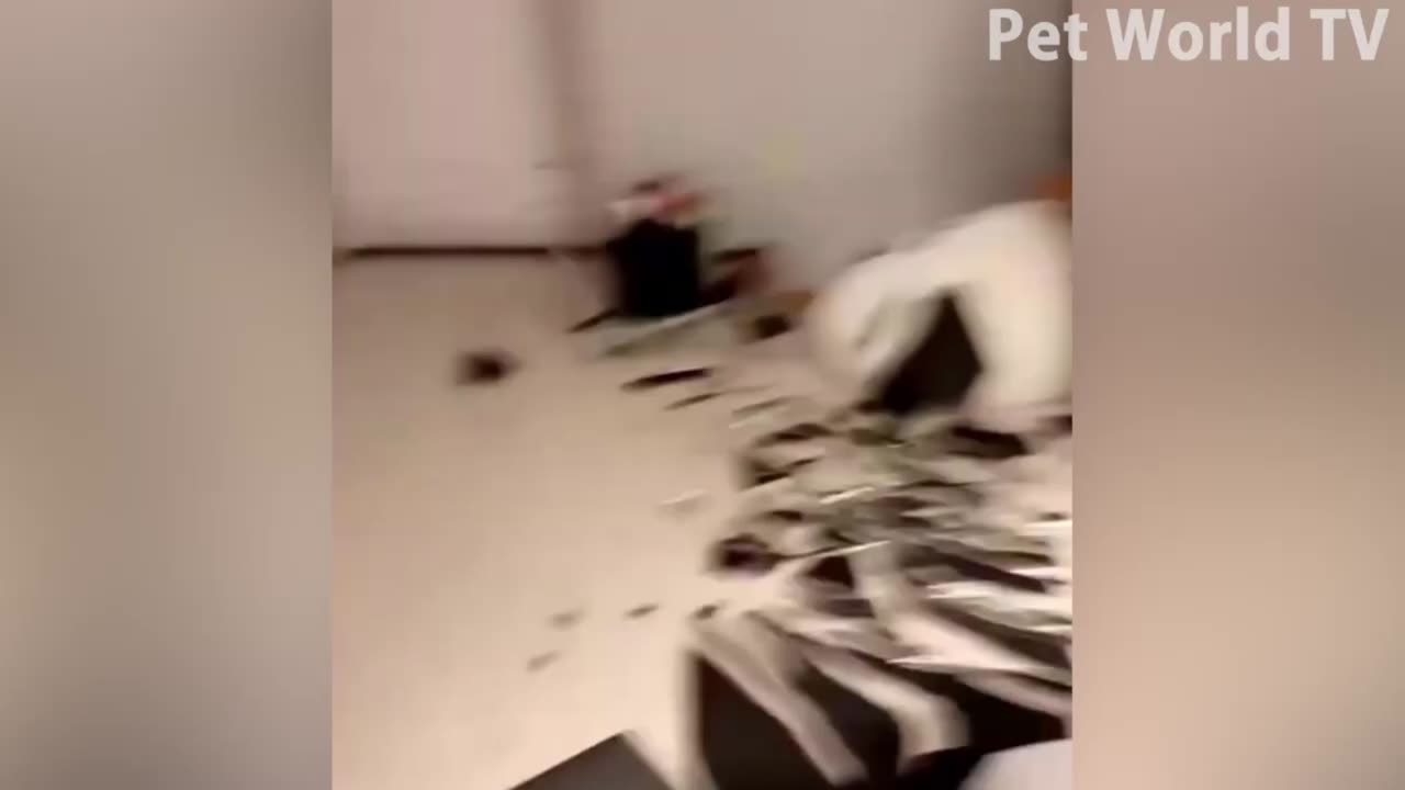 06a Best Funniest Cats and Cute Dogs Funny Animal Videos 2023