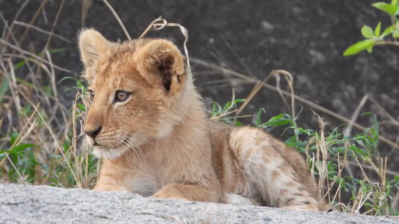 Close Up Shot of a Lion