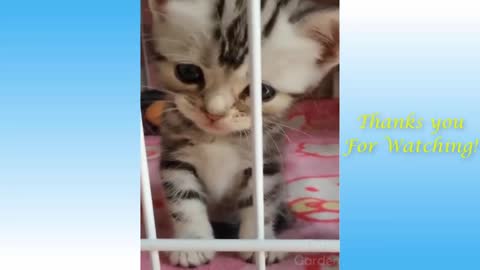 Lovely Cute Pets And Funny Animals Compilation