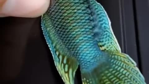 Most beautiful fish compilation, Most Beautiful Show in the World , Beautiful Fighter fish 221