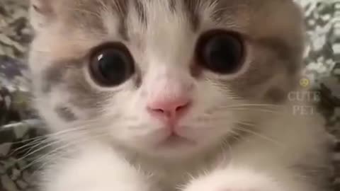 funny animal videos