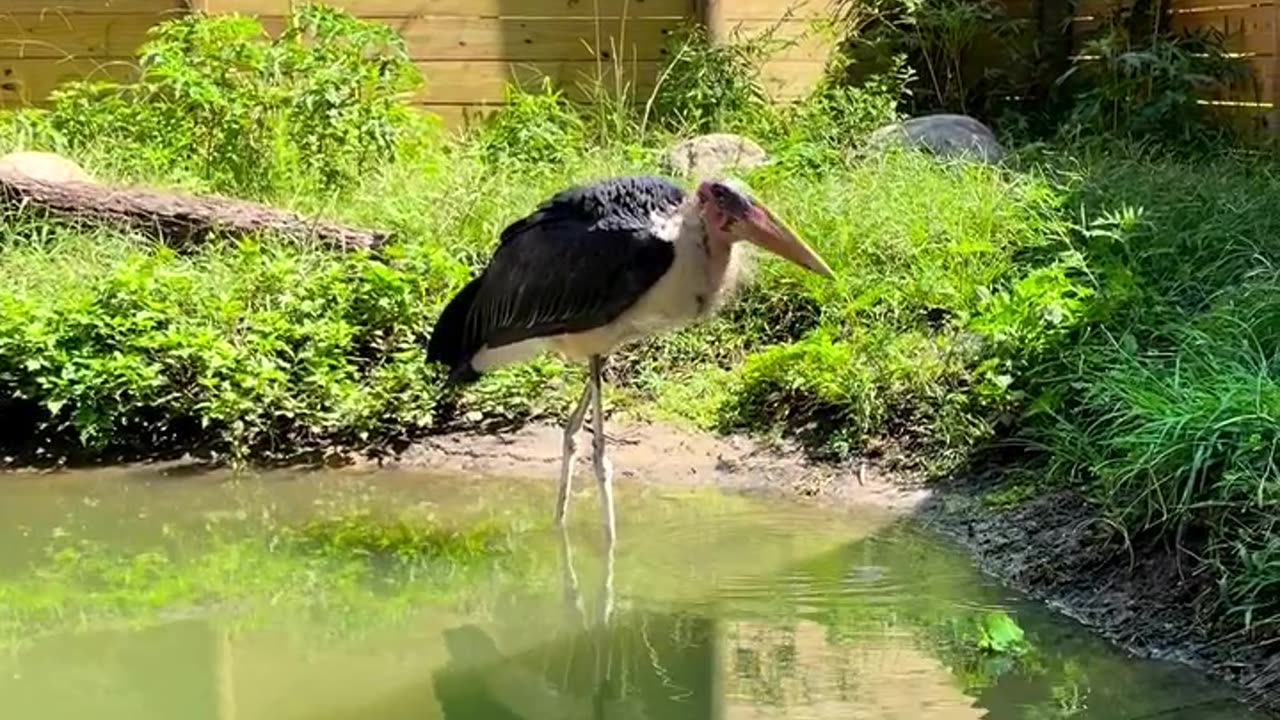 We love seeing our residents interact with their habitats as they would naturally.