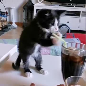 Kitten Tries To Drink Soda With Straw