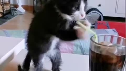 Kitten Tries To Drink Soda With Straw