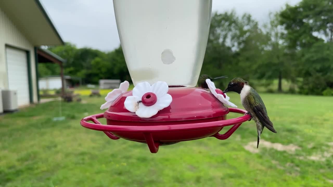 Stunning Up-Close Footage Captures Hummingbirds At Feeder☺