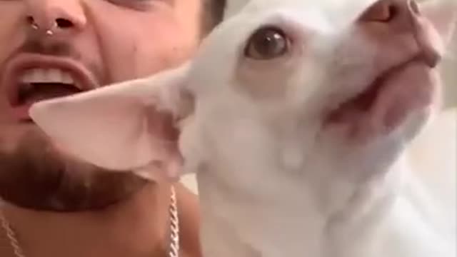 Super Funny Dog Videos 2021