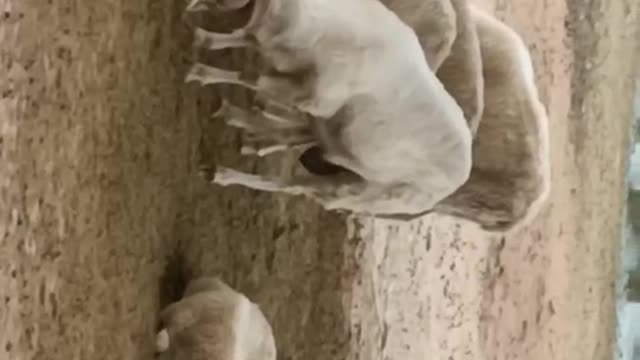 sheep