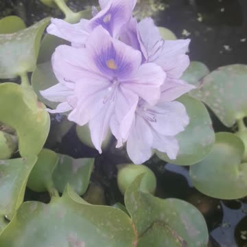 Eichhornia blooms