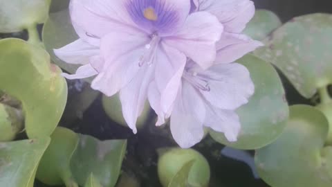 Eichhornia blooms