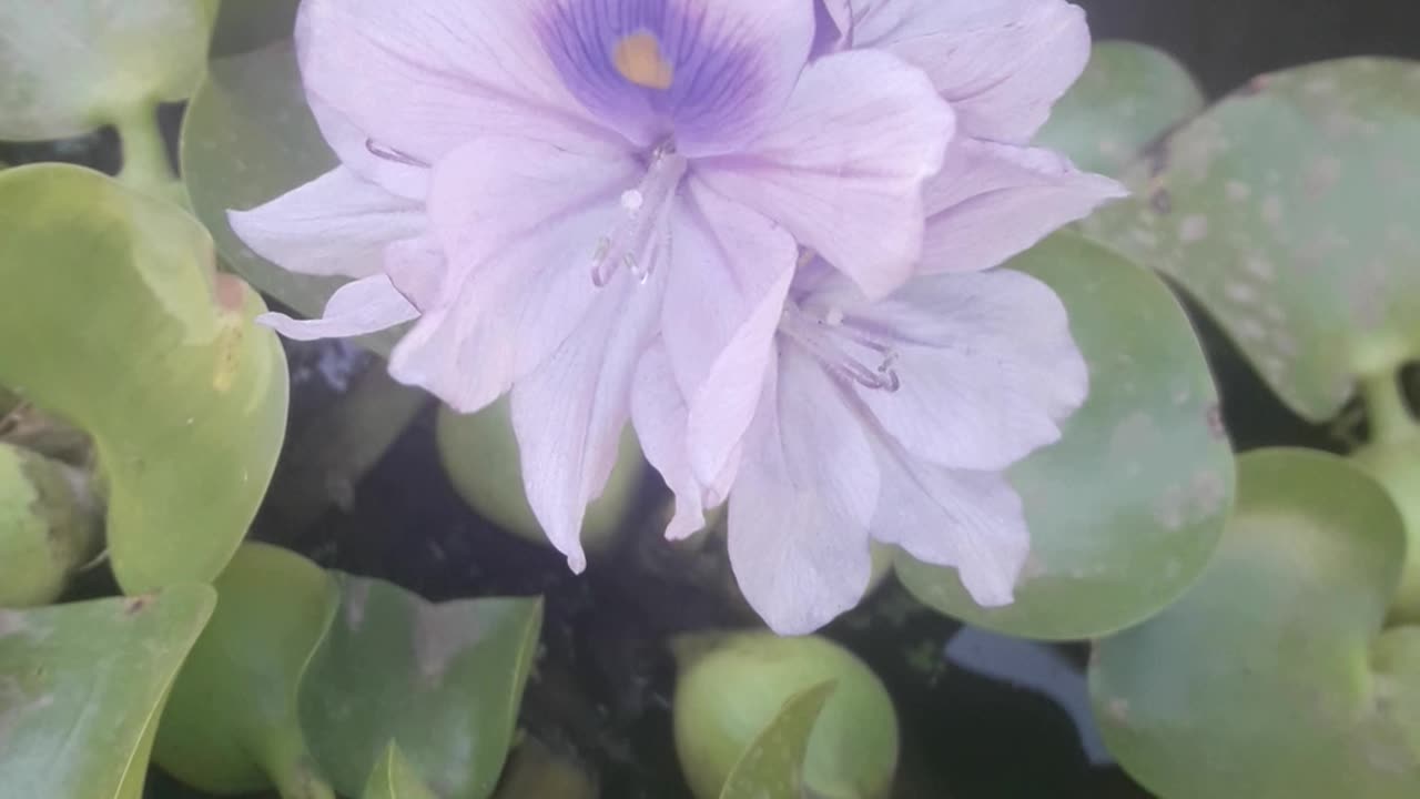 Eichhornia blooms