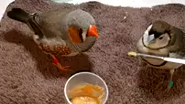 Zebra Finch(male) & Owl Finch(female)