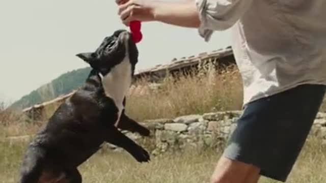 Funniest and Cutest Dog Training New #Shorts, #44