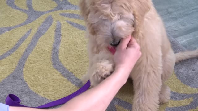 Teach your Puppy 6 Tricks in 1 Day!