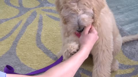 Teach your Puppy 6 Tricks in 1 Day!