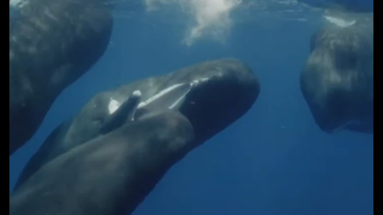 Young male sperm whales