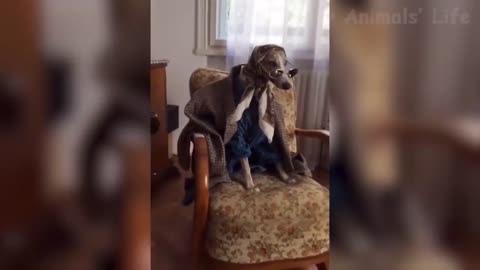 Funniest Dogs and Cats On Youtube Being Silly Animals