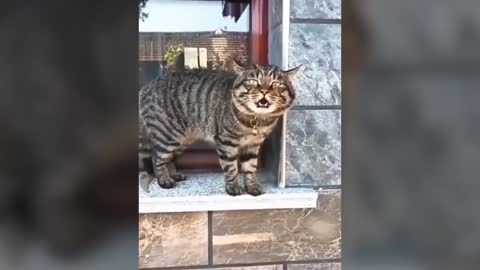 Cat talks like human!