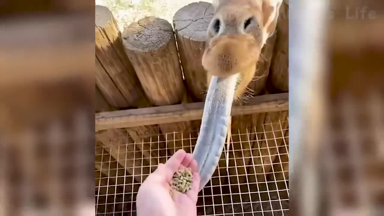 Best Funny Animal Videos 2022 πΊπ - Funniest And Cute Dogs And Cats Videos π
