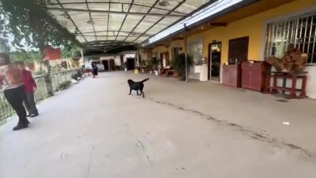 big black dog