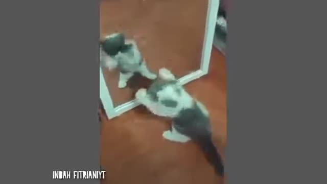 kitten admiring herself in the mirror