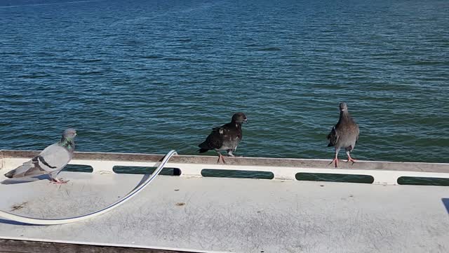 3 doves on the pier