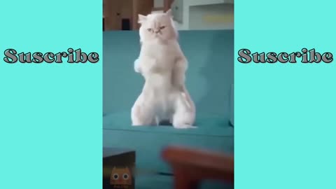 dancing cat